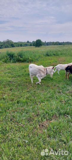 Козел зааненский