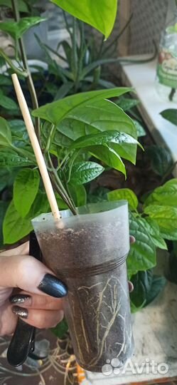 Клеродендрум, пеларгонии