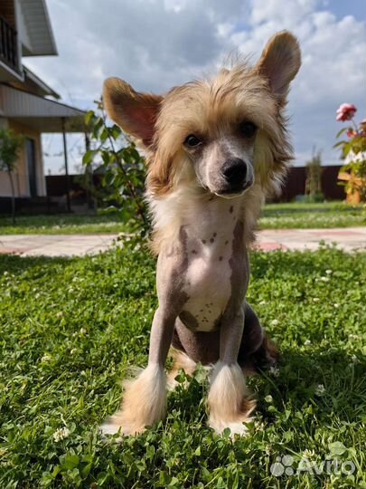 Китайская хохлатая голая