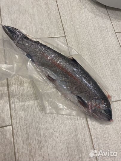 Рыба карп речной