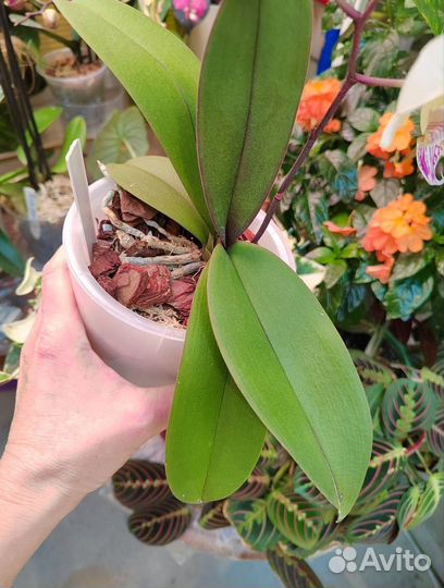 Орхидея фаленопсис биг лип