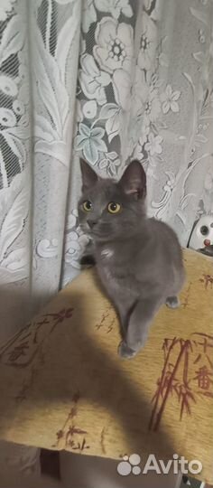Котята мальчик и девочка