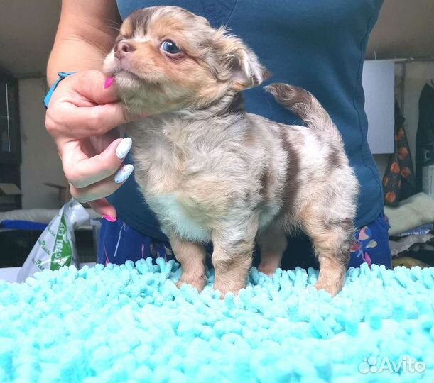 Чихуахуа д/ш шоко-мрамор с подпалом