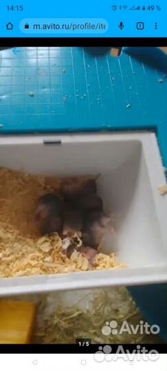 Сирийский хомяк бесплатно