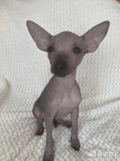 Щенки ксолоитцкуинтли