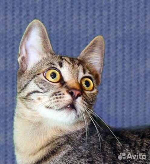 Родька - очаровательный полосатик