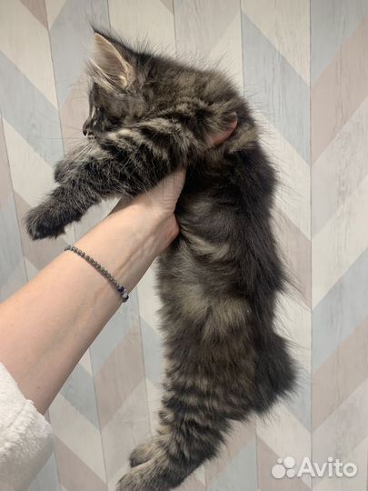 Курильский бобтейл котенок