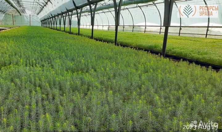 Зкс сосна ель сеянцы Закрытая корневая система