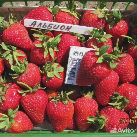Рассада клубники альбион