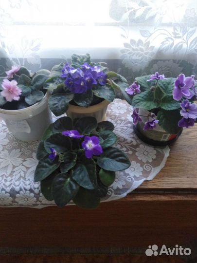 Сортовые фиалки