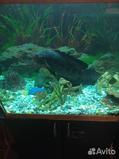 Сомики анциструсы