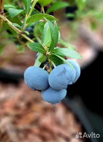 Голубика Джерси Саженцы голубики