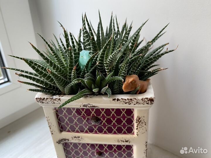 Суккуленты хавортия Гастерия Флоу