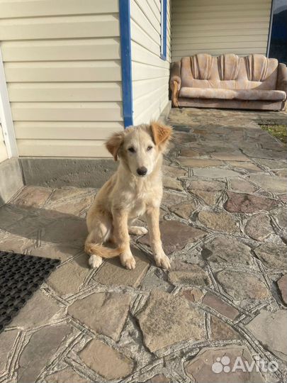 Щенок мальчик