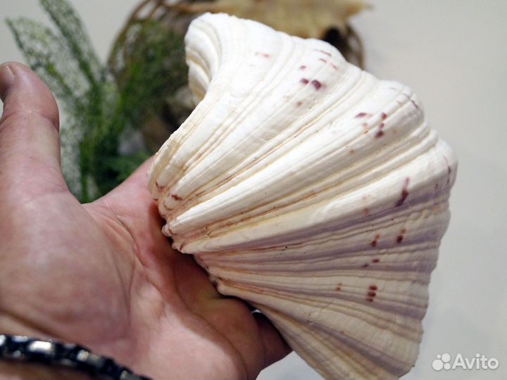 Дектор для аквариума, с имитацией Моха. Горошки