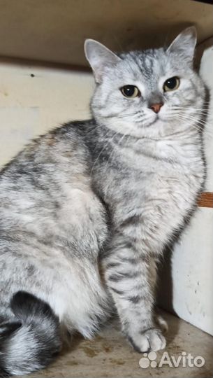 Миниатюрная Стешенька 3 года