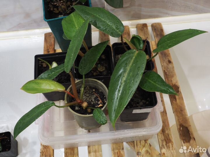 Филодендрон краснеющий