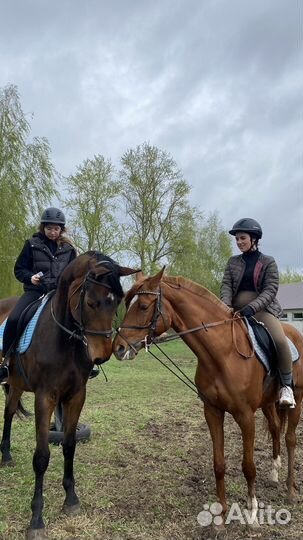 Конные прогулки