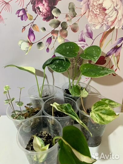 Вариегатные растения