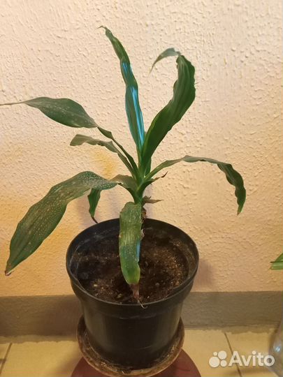 Пальма панданус