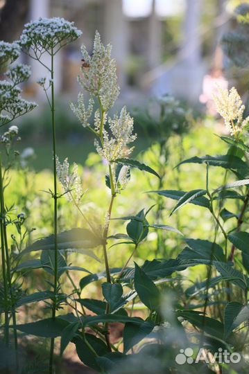 Горец изменчивый