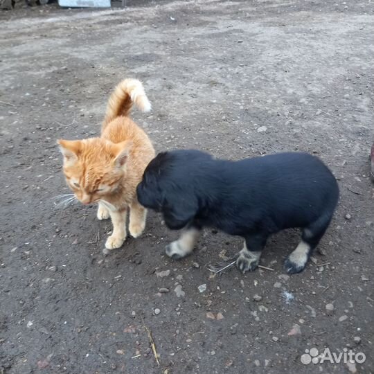 Собака в добрые руки спаниель