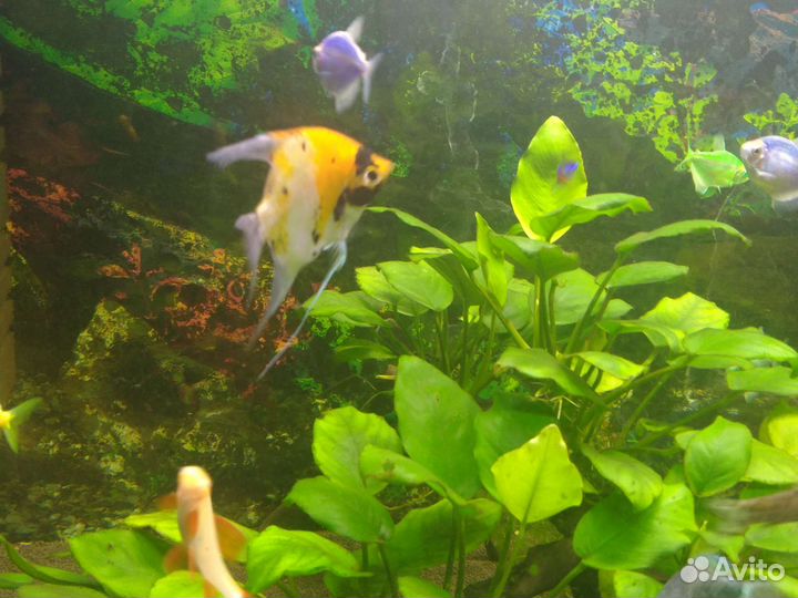 Рыба,аквариум