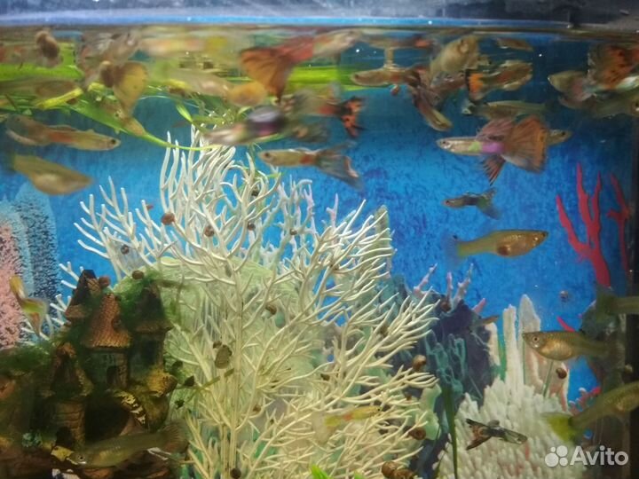 Гуппи молодняк