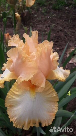Ирисы бородатые сортовые