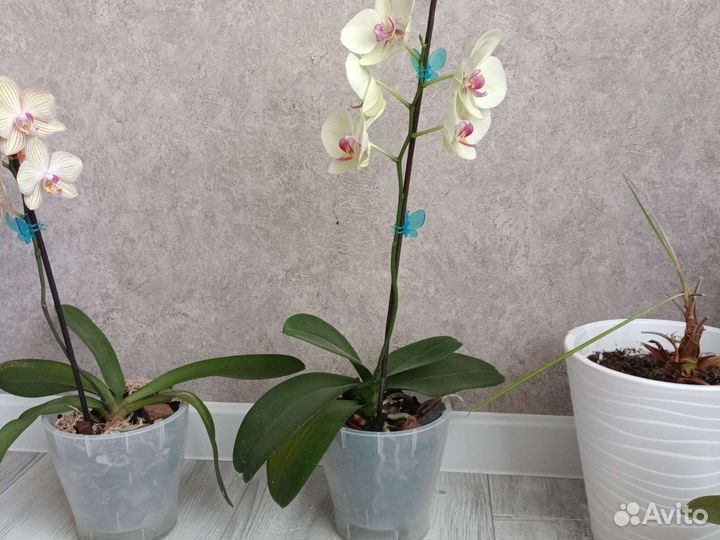 Орхидея