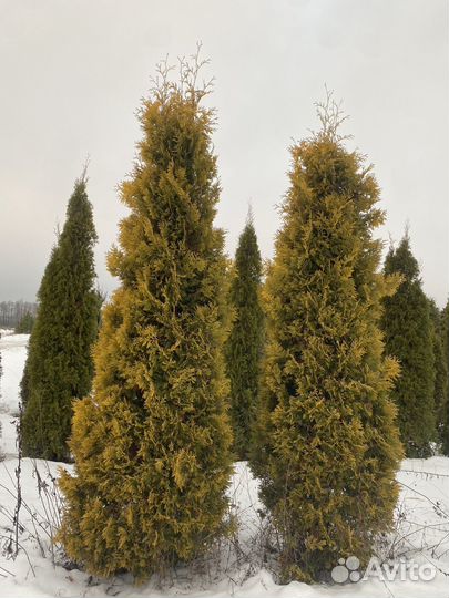Туя западная Yelloow Ribbon