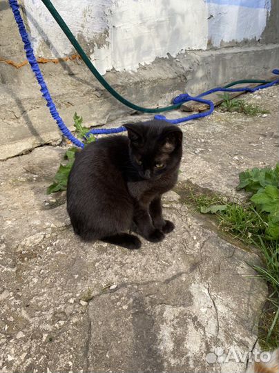 Котята