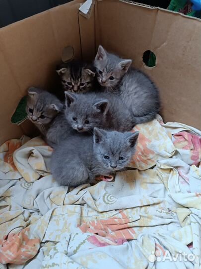 Котята в добрые руки