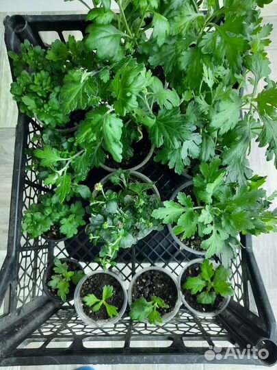 Хризантемовый микс с подарком