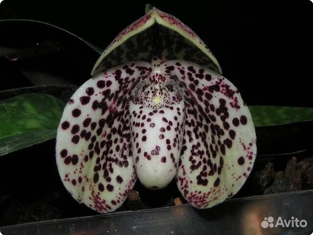 Орхидея. Пафиопедилум. Paph bellatulum x wilhelmin