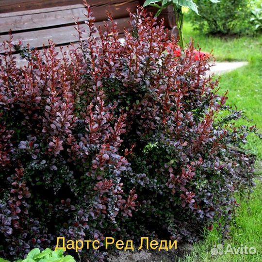 Барбарис Тунберга