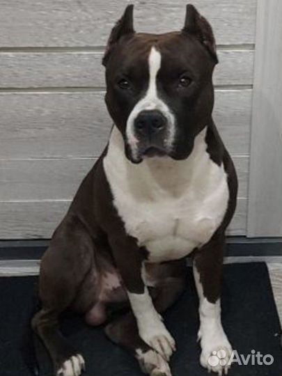 Щенки стаффорда