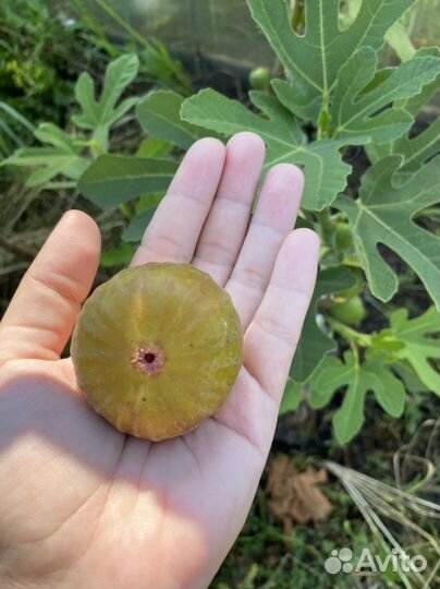 Домашний сладкий инжир