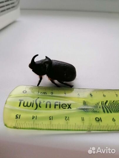 Жук-носорог засушенный