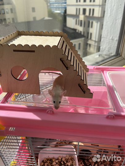 Передержка грузынов мелких мышек хомячка