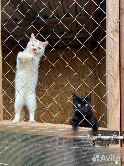Кот без носа по имени Гарри