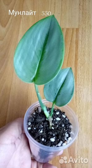 Сциндапсусы, эпипремнумы