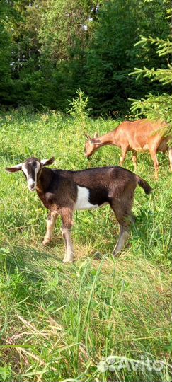 Альпийские козлята