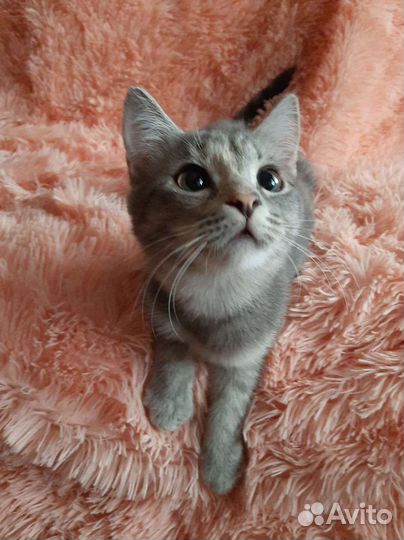 Прекрасная красавица