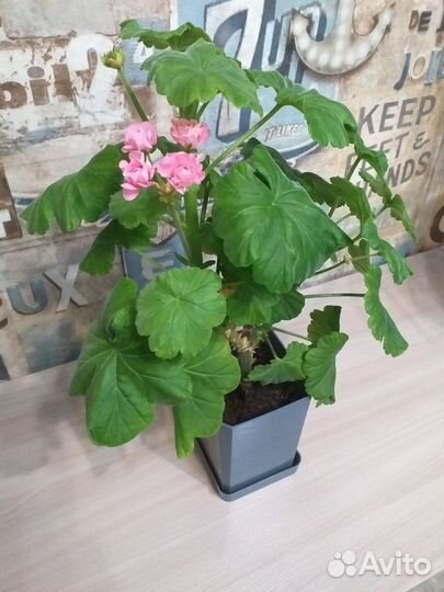 Пеларгония герань