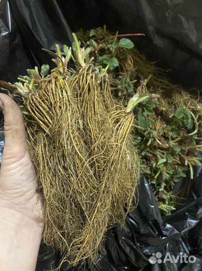 Фриго Априка