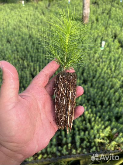 Зкс и окс Сосна Ель Лиственница сеянцы Голуб горн