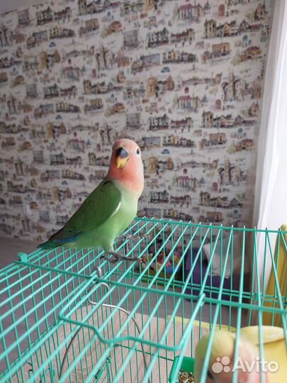 Попугай неразлучник