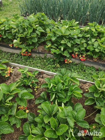 Кустики клубники, бронь