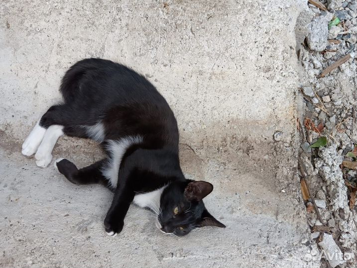 Кошка в дар